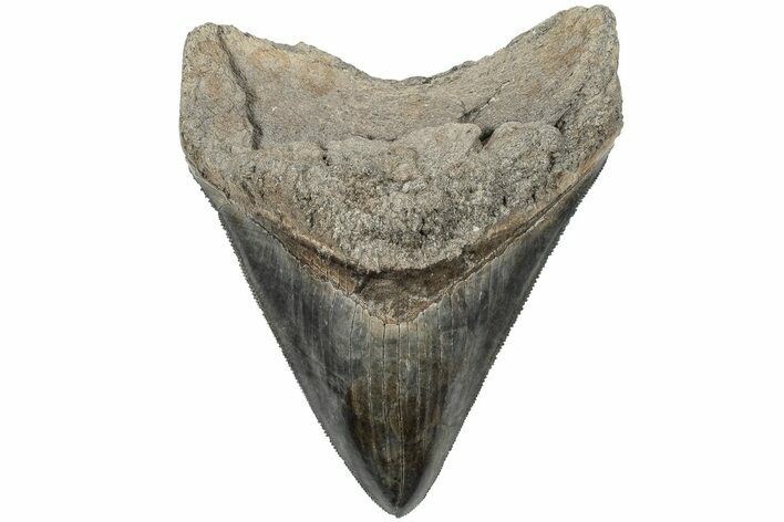 Serrated, 4.35" Fossil Megalodon Tooth - Razor Sharp